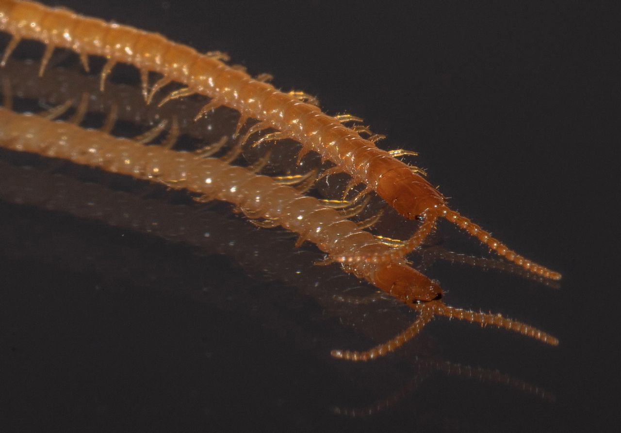 Geophilidae sp.